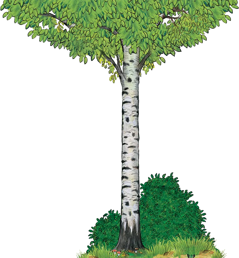 The Gruffalo Birch Tree Yorkshire Tea Wood, tree, leaf, branch, plant Stem png